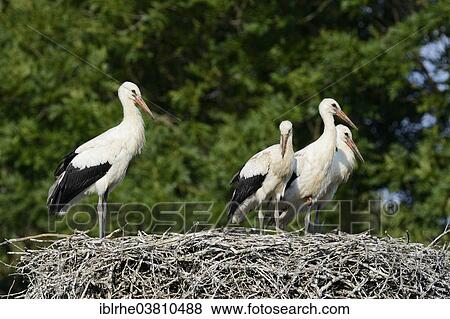 Stock Photo - "White storks (Ciconia ciconia), young birds on a nest, Germany, Europe". Fotosearch