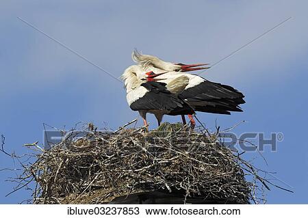"White Storks on the nest, pair, bill-clattering, Storchendorf Bergenhusen, Schleswig-Holstein, Germany, Europe" View Large Photo Image Stock Image - "White Storks on the nest, pair, bill-clattering, Storchendorf Bergenhusen, Schleswig-Holstein, Germany, Europe". Fotosearch