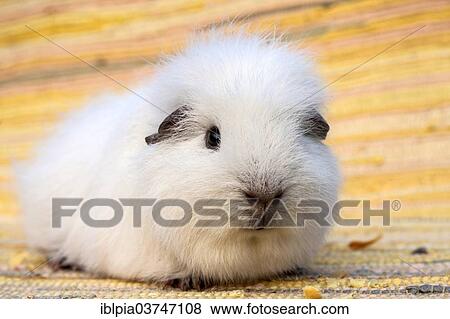 White Swiss Teddy Guinea Pig View Large Photo Image Stock Photo - White Swiss Teddy Guinea Pig. Fotosearch