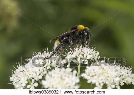 "White-tailed Bumble Bee (Bombus lucorum), feeding on a flower, South Wales, Wales, United Kingdom, Europe" View Large Photo Image Stock Image - "White-tailed Bumble Bee (Bombus lucorum), feeding on a flower, South Wales, Wales, United Kingdom, Europe". Fotosearch
