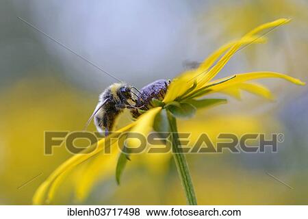 "White-tailed Bumblebee (Bombus lucorum), Emsland, Lower Saxony, Germany, Europe" View Large Photo Image Stock Photo - "White-tailed Bumblebee (Bombus lucorum), Emsland, Lower Saxony, Germany, Europe". Fotosearch