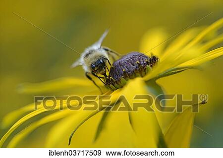 Stock Photo - "White-tailed Bumblebee (Bombus lucorum), Emsland, Lower Saxony, Germany, Europe". Fotosearch