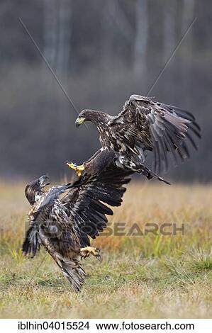 "White-tailed Eagle (Haliaeetus albicilla), young birds fighting, Poland, Europe" View Large Photo Image Picture - "White-tailed Eagle (Haliaeetus albicilla), young birds fighting, Poland, Europe". Fotosearch