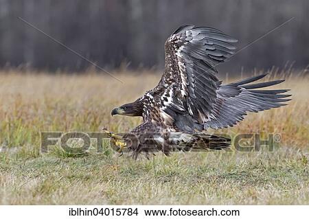 "White-tailed eagle (Haliaeetus albicilla), approaching prey, Poland, Europe" View Large Photo Image Picture - "White-tailed eagle (Haliaeetus albicilla), approaching prey, Poland, Europe". Fotosearch