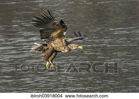 Picture - "White-tailed eagle (Haliaeetus albicilla) hunting, Lofoten, Norway, Europe". Fotosearch