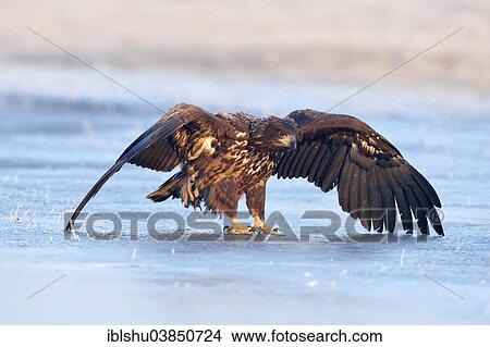 "White-tailed Eagle (Haliaeetus albicilla), Poland, Europe" View Large Photo Image Picture - "White-tailed Eagle (Haliaeetus albicilla), Poland, Europe". Fotosearch