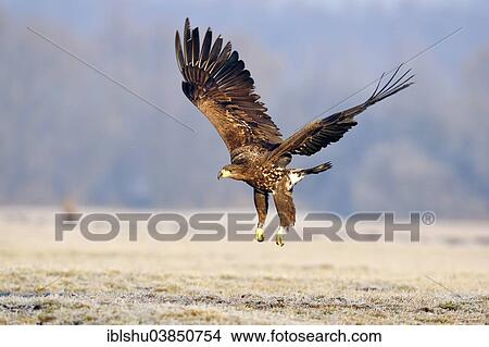 "White-tailed Eagle (Haliaeetus albicilla), in flight, Poland, Europe" View Large Photo Image Picture - "White-tailed Eagle (Haliaeetus albicilla), in flight, Poland, Europe". Fotosearch