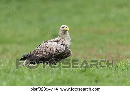 "White-tailed Eagle (Haliaeetus albicilla), Mecklenburg-Western Pomerania, Germany, Europe" View Large Photo Image Picture - "White-tailed Eagle (Haliaeetus albicilla), Mecklenburg-Western Pomerania, Germany, Europe". Fotosearch