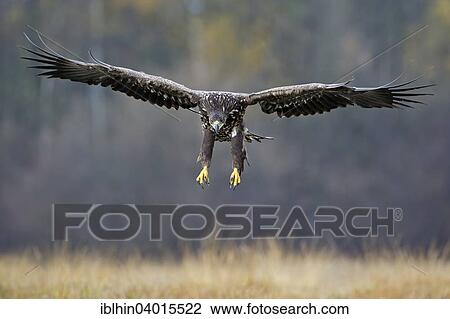 "White-tailed Eagle (Haliaeetus albicilla), young bird, approaching, Poland, Europe" View Large Photo Image Stock Image - "White-tailed Eagle (Haliaeetus albicilla), young bird, approaching, Poland, Europe". Fotosearch