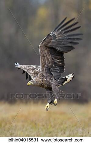 "White-tailed Eagle (Haliaeetus albicilla), adult, approaching, Poland, Europe" View Large Photo Image Stock Image - "White-tailed Eagle (Haliaeetus albicilla), adult, approaching, Poland, Europe". Fotosearch