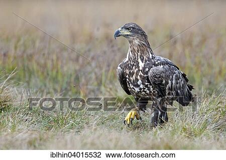 "White-tailed Eagle (Haliaeetus albicilla), young bird, foraging, Poland, Europe" View Large Photo Image Stock Image - "White-tailed Eagle (Haliaeetus albicilla), young bird, foraging, Poland, Europe". Fotosearch
