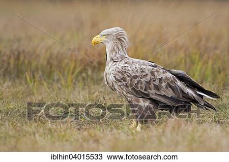 "White-tailed Eagle (Haliaeetus albicilla), adult, white head, Poland, Europe" View Large Photo Image Stock Image - "White-tailed Eagle (Haliaeetus albicilla), adult, white head, Poland, Europe". Fotosearch