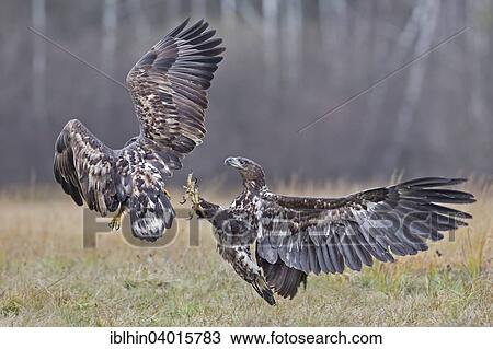 "White-tailed eagle (Haliaeetus albicilla), fighting young birds, Poland, Europe" View Large Photo Image Stock Image - "White-tailed eagle (Haliaeetus albicilla), fighting young birds, Poland, Europe". Fotosearch