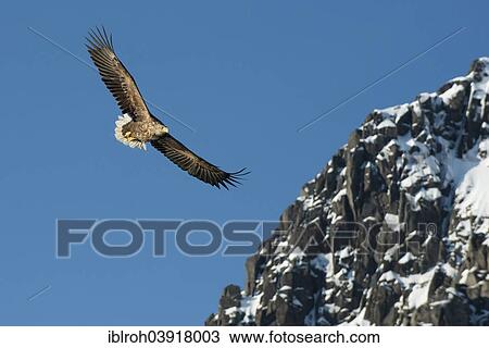 Stock Image - "White-tailed eagle (Haliaeetus albicilla) in flight, Lofoten, Norway, Europe". Fotosearch