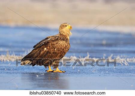 "White-tailed Eagle (Haliaeetus albicilla), on ice, Poland, Europe" View Large Photo Image Stock Image - "White-tailed Eagle (Haliaeetus albicilla), on ice, Poland, Europe". Fotosearch