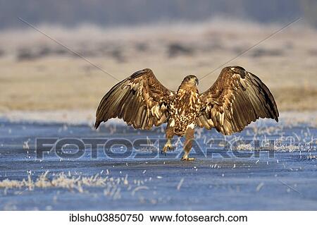Stock Image - "White-tailed Eagle (Haliaeetus albicilla), hopping on ice, Poland, Europe". Fotosearch
