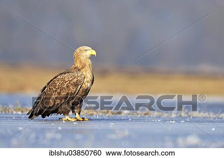 Stock Image - "White-tailed Eagle (Haliaeetus albicilla), Poland, Europe". Fotosearch