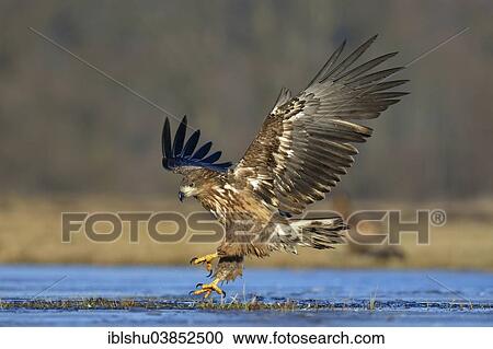 "White-tailed Eagle (Haliaeetus albicilla), landing approach, Masovian Voivodeship, Poland, Europe" View Large Photo Image Stock Image - "White-tailed Eagle (Haliaeetus albicilla), landing approach, Masovian Voivodeship, Poland, Europe". Fotosearch