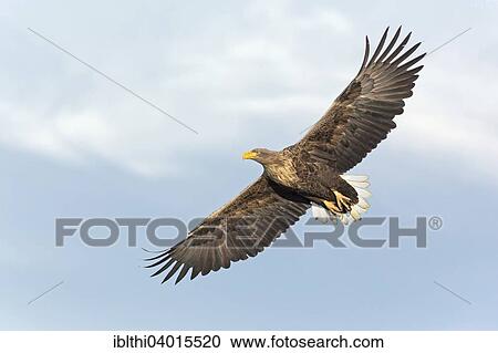 Stock Image - "White-tailed Eagle (Haliaeetus albicilla), adult in flight, Middle Elbe, Saxony-Anhalt, Germany, Europe". Fotosearch