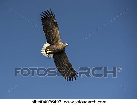 "White-tailed eagle (Haliaeetus albicilla), Lofoten, Norway, Europe" View Large Photo Image Stock Photo - "White-tailed eagle (Haliaeetus albicilla), Lofoten, Norway, Europe". Fotosearch