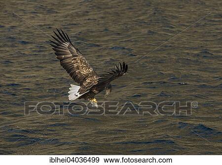 "White-tailed eagle (Haliaeetus albicilla) with fish, Lofoten, Norway, Europe" View Large Photo Image Stock Photo - "White-tailed eagle (Haliaeetus albicilla) with fish, Lofoten, Norway, Europe". Fotosearch