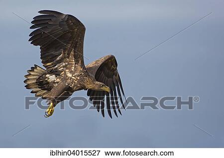 Stock Photo - "White-tailed Eagle (Haliaeetus albicilla), juvenile, in flight, Poland, Europe". Fotosearch