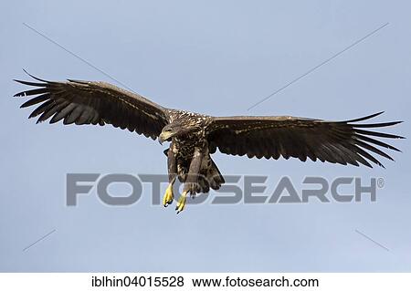 "White-tailed Eagle (Haliaeetus albicilla), juvenile, gliding, Poland, Europe" View Large Photo Image Stock Photo - "White-tailed Eagle (Haliaeetus albicilla), juvenile, gliding, Poland, Europe". Fotosearch