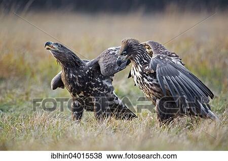 Stock Photo - "White-tailed Eagle (Haliaeetus albicilla), young birds fighting, Poland, Europe". Fotosearch