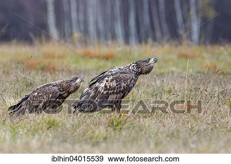 "White-tailed Eagle (Haliaeetus albicilla), young birds, threatening, Poland, Europe" View Large Photo Image Stock Photo - "White-tailed Eagle (Haliaeetus albicilla), young birds, threatening, Poland, Europe". Fotosearch