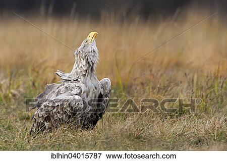 "White-tailed eagle (Haliaeetus albicilla), calling adult bird, Poland, Europe" View Large Photo Image Stock Photo - "White-tailed eagle (Haliaeetus albicilla), calling adult bird, Poland, Europe". Fotosearch