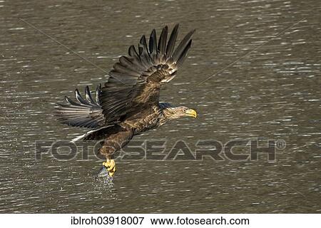 Stock Photo - "White-tailed eagle (Haliaeetus albicilla) catches fish, Lofoten, Norway, Europe". Fotosearch