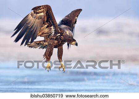 "White-tailed Eagle (Haliaeetus albicilla) in flight, landing approach, Poland, Europe" View Large Photo Image Stock Photo - "White-tailed Eagle (Haliaeetus albicilla) in flight, landing approach, Poland, Europe". Fotosearch