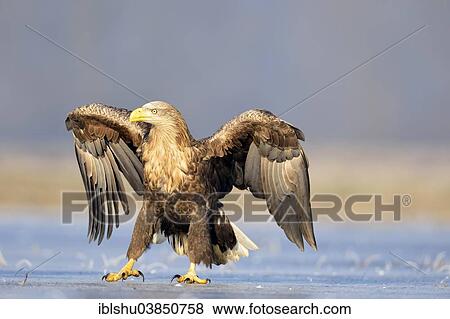 Stock Photo - "White-tailed Eagle (Haliaeetus albicilla), with open wings on ice, Poland, Europe". Fotosearch