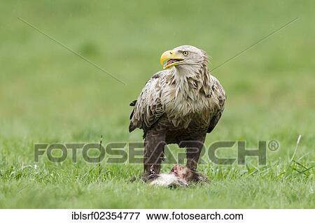Stock Photo - "White-tailed Eagle (Haliaeetus albicilla), Mecklenburg-Western Pomerania, Germany, Europe". Fotosearch