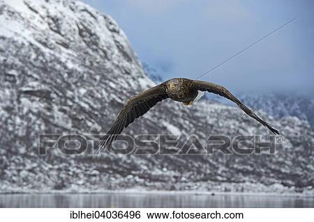 "White-tailed eagle (Haliaeetus albicilla), Lofoten, Norway, Europe" View Large Photo Image Stock Photograph - "White-tailed eagle (Haliaeetus albicilla), Lofoten, Norway, Europe". Fotosearch