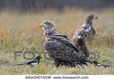 "White-tailed Eagle (Haliaeetus albicilla), adult and young birds, Magpies, foraging, Poland, Europe" View Large Photo Image Stock Photograph - "White-tailed Eagle (Haliaeetus albicilla), adult and young birds, Magpies, foraging, Poland, Europe". Fotosearch