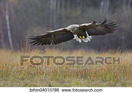 "White-tailed eagle (Haliaeetus albicilla), adult, approaching prey, Poland, Europe" View Large Photo Image Stock Photograph - "White-tailed eagle (Haliaeetus albicilla), adult, approaching prey, Poland, Europe". Fotosearch