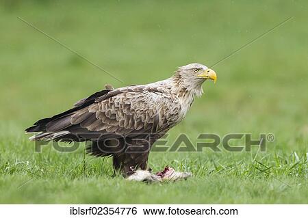 Stock Photograph - "White-tailed Eagle (Haliaeetus albicilla), Mecklenburg-Western Pomerania, Germany, Europe". Fotosearch