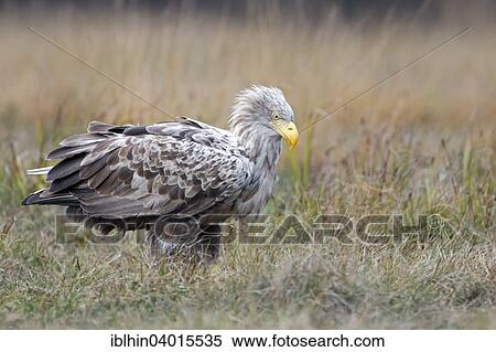 "White-tailed Eagle (Haliaeetus albicilla), adult, white head, foraging, Poland, Europe" View Large Photo Image Stock Photography - "White-tailed Eagle (Haliaeetus albicilla), adult, white head, foraging, Poland, Europe". Fotosearch