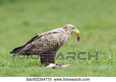 "White-tailed Eagle (Haliaeetus albicilla), Mecklenburg-Western Pomerania, Germany, Europe" View Large Photo Image Stock Photography - "White-tailed Eagle (Haliaeetus albicilla), Mecklenburg-Western Pomerania, Germany, Europe". Fotosearch
