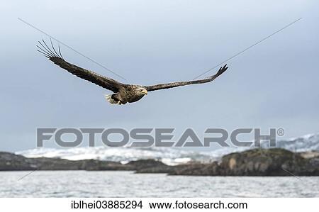 "White-tailed Eagle or Sea Eagle (Haliaeetus albicilla), in flight, Norway, Europe" View Large Photo Image Picture - "White-tailed Eagle or Sea Eagle (Haliaeetus albicilla), in flight, Norway, Europe". Fotosearch