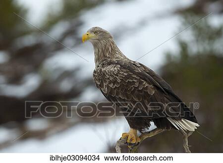 "White-tailed Eagle or Sea Eagle (Haliaeetus albicilla), Molde, Norway, Europe" View Large Photo Image Picture - "White-tailed Eagle or Sea Eagle (Haliaeetus albicilla), Molde, Norway, Europe". Fotosearch