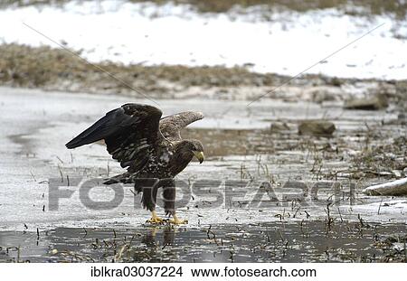 "White-tailed Eagle or Sea Eagle (Haliaeetus albicilla), Danube-Auen, Schonau, Lower Austria, Austria, Europe" View Large Photo Image Picture - "White-tailed Eagle or Sea Eagle (Haliaeetus albicilla), Danube-Auen, Schonau, Lower Austria, Austria, Europe". Fotosearch