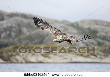 Picture - "White-tailed Eagle or Sea Eagle (Haliaeetus albicilla) approaching prey, Lauvsnes, Flatanger, Nord-Trondelag, Trondelag, Norway, Europe". Fotosearch