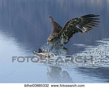 "White-tailed Eagle or Sea Eagle (Haliaeetus albicilla), catching a fish, Austria, Europe" View Large Photo Image Stock Image - "White-tailed Eagle or Sea Eagle (Haliaeetus albicilla), catching a fish, Austria, Europe". Fotosearch