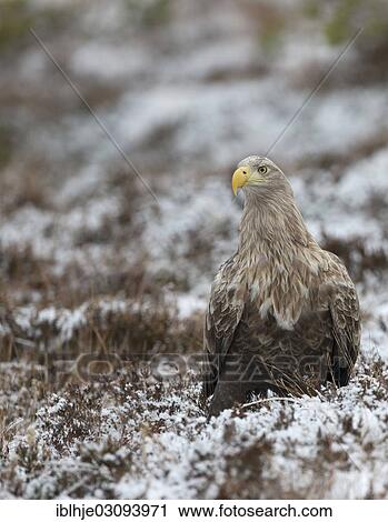 "White-tailed Eagle or Sea Eagle (Haliaeetus albicilla), Molde, Norway, Europe" View Large Photo Image Stock Image - "White-tailed Eagle or Sea Eagle (Haliaeetus albicilla), Molde, Norway, Europe". Fotosearch