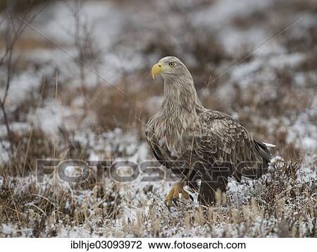 "White-tailed Eagle or Sea Eagle (Haliaeetus albicilla), Molde, Norway, Europe" View Large Photo Image Stock Image - "White-tailed Eagle or Sea Eagle (Haliaeetus albicilla), Molde, Norway, Europe". Fotosearch