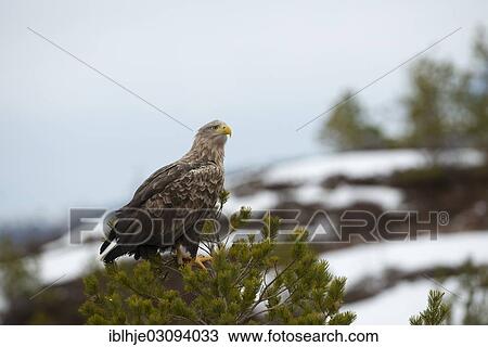 Stock Image - "White-tailed Eagle or Sea Eagle (Haliaeetus albicilla), Molde, Norway, Europe". Fotosearch