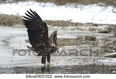 "White-tailed Eagle or Sea Eagle (Haliaeetus albicilla), Danube-Auen, Schonau, Lower Austria, Austria, Europe" View Large Photo Image Stock Image - "White-tailed Eagle or Sea Eagle (Haliaeetus albicilla), Danube-Auen, Schonau, Lower Austria, Austria, Europe". Fotosearch