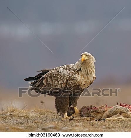 "White-tailed Eagle or Sea Eagle (Haliaeetus albicilla) with the carcass of a deer, Feldberg Lake District, Feldberg - Mecklenburg, Mecklenburg-Western Pomerania, Germany, Europe" View Large Photo Image Stock Image - "White-tailed Eagle or Sea Eagle (Haliaeetus albicilla) with the carcass of a deer, Feldberg Lake District, Feldberg - Mecklenburg, Mecklenburg-Western Pomerania, Germany, Europe". Fotosearch